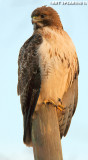 Middle Creek Redtailed Hawk #4