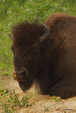 Bison, Wood Buffalo National Park