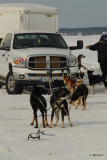 Fort Simpson Beaver Tail Festival- Sled Dog Race