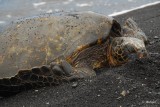 Sea Turtle, Black Sand Beach