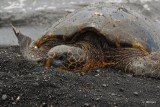 Sea Turtle, Black Sand Beach