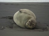 Monk Seal, Waimanu Bay