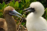 Red-footed Booby with young, Genovesa Island
