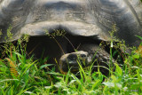 Giant Tortoise, Highlands on Santa Cruz Island