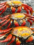 Sally Foot Crabs