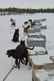 Sled Dogs, Yellowknife