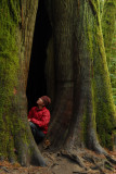 The Giants of Cathedral Grove