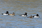 Ring-necked Duck