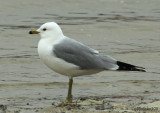 Ring-billed Gull