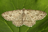 Small Engrailed Moth Ectropis crepuscularia #6597
