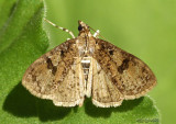 Palpita arsaltealis #5222