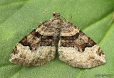 Toothed Brown Carpet Xanthorhoe lucustrata #7390