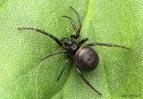 Cobweb Spider Steatoda borealis