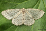 Yellow-headed Looper Moth Lambdina pellucidaria #6892
