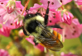 Tricolored Bumble Bee Bombus ternarius