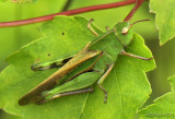 Northern Green-striped Grasshopper Chortophaga virdifasciata