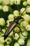 Longhorned Beetle Strangalepta abbreviata