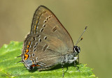 Edward's Hairstreak