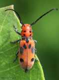 Red Milkweed Beetle