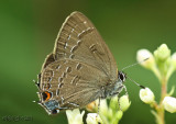 Banded Hairstreak