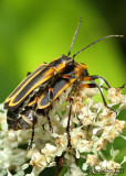 Soldier Beetle Chauliognathus marginatus