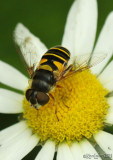 Flower Fly Eristalis transversa