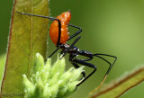 Wheel Bug lymph Arilus cristatus