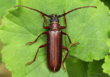 Longhorned Beetle Orthosoma brunneum