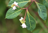 Spreading Dogbane