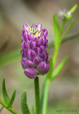 Purple Milkwort