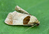 Dimorphic Tosale Moth Tosale oviplagalis #5556