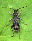 Longhorned Beetle Xylotrechus colonus