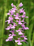 Purple Fringeless Orchis - Habenaria peramoena