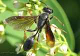 Grass-carrying Wasp Isodontia auripes