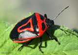 Two-spotted Stink Bug