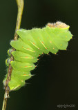 Polyphemus Moth