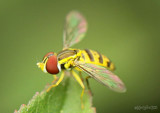 Flower Fly Toxomerus geminatus