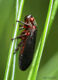Red-legged Spittlebug Prosapia ignipectus