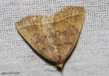 Wavy-lined Zanclognatha Moth Zanclognatha jacchusalis #8353