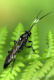 Ichneumon Wasp Eutanyacra sp.