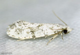 European Grain Moth Nemapogon granella #0266