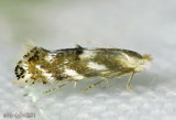 Oak Skeletonizer Moth Bucculatrix ainsliella #0572