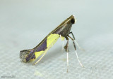 Caloptilia bimaculatella #0595