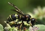 Wasp Euodynerus foraminatus