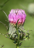 Swamp Thistle