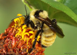 Yellow Bumble Bee Bumbus fervidus