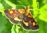 Orange Mint Moth Pyrausta orphisalis #5058