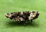 Achilid Planthopper