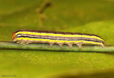 Striped Garden Caterpillar Trichordestra legitima #10304