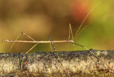 Northern Walkingstick Diapheromera femorata